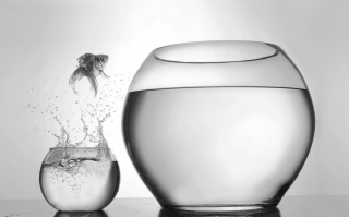 fish-jumping